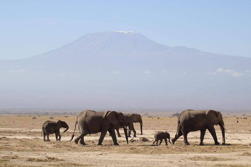 Safari Wildlife Encounter